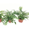 Fern Variety Pack (4 Plants) (4" Pots)