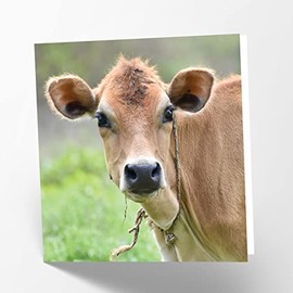 Maturi Friesian Cow Photographic Blank Birthday Greetings Card, 15.5 x 15.5 cm