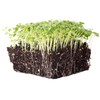 Green Mustard Microgreens Seeds - 1 Oz ~18,000 Seeds -