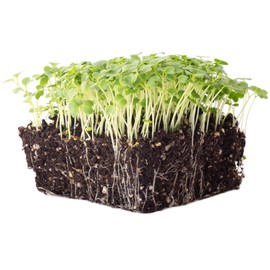 Green Mustard Microgreens Seeds - 1 Oz ~18,000 Seeds - Grow Non-GMO Micro Mustard Herb Greens - Premium Seed - High Germination Rate