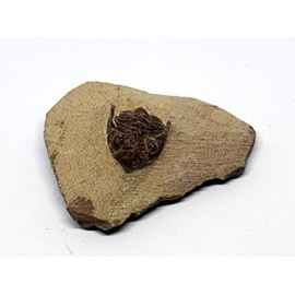 Metacanthina Trilobite Fossil Morocco 390 Million Years Old #15779 5o