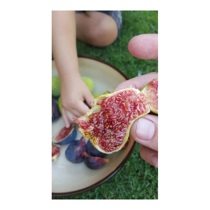 Ficus Fig Tree cuttings "White Adriatic" FREE US SHIPPING! 10