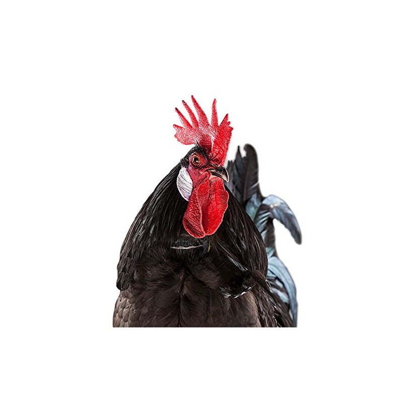 My Pet Chicken No-Crow Rooster Collar: Reduce Loud Crowing for