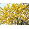 Seed-Top 60 YellowTabebuia Seeds Trumpet Tree Handroanthus chrysotrichus Rare Tree