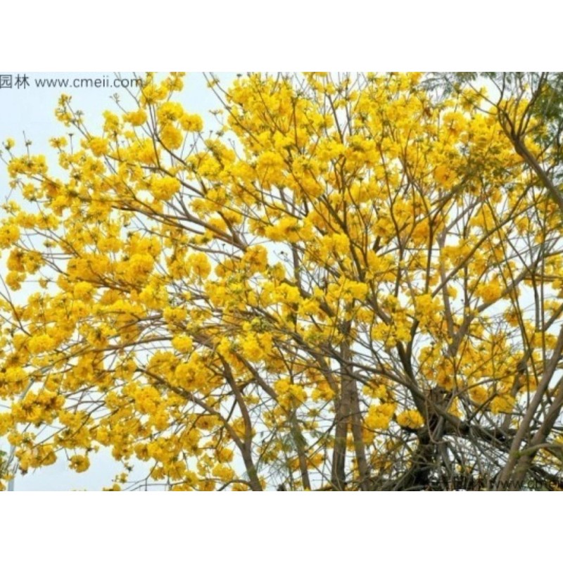 Seed-Top 60 YellowTabebuia Seeds Trumpet Tree Handroanthus chrysotrichus Rare Tree