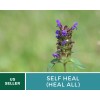 Southern Seeds Self Heal (Heal All) - Heirloom Seeds -