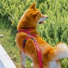 EXCELLENT ELITE SPANKER No Pull Dog Harness Reflective Nylon Vest