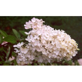 Phantom Hydrangea Paniculata - Live Plant Shipped 2 to 3 Feet Tall by DAS Farms (No California)
