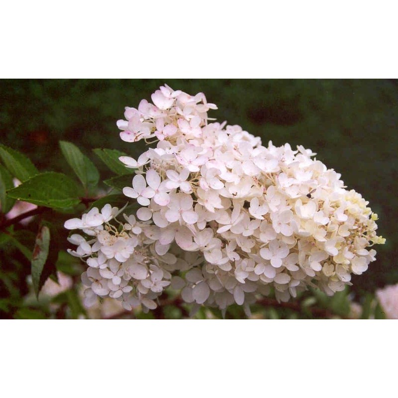 Phantom Hydrangea Paniculata - Live Plant Shipped 2 to 3