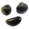 Behr Trendex Carp Clam Black One Size