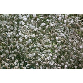 Elegant Baby's Breath Flower Seeds - Florist's Favorite - Gypsophila elegans - Annual, Enhances Any Bouquet or Flower Bed| Heirloom Seeds by Liliana's Garden |
