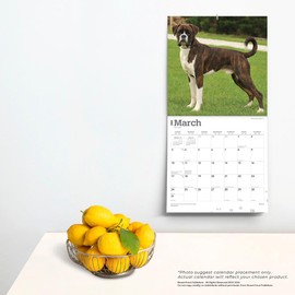 Boxers International Edition | 2024 12 x 24 Inch Monthly Square Wall Calendar | BrownTrout | Animals Dog Breeds