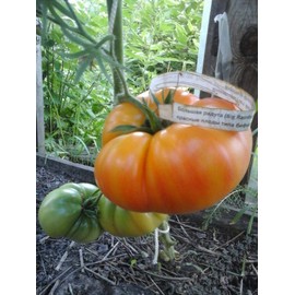 RAISE ME UP: Seeds Rainbow Beefsteak Tomato Variety from Minnesota Giant Indeterminate Non GMO Heirloom
