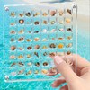 Acrylic Magnetic Seashell Display Box, 64 Grids Acrylic Seashell Display