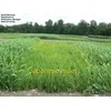 SeedRanch Japanese Millet Seed - 1 Lbs.