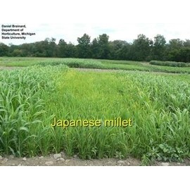 SeedRanch Japanese Millet Seed - 1 Lbs.