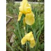 Bearded Iris 15 Bearded Iris Rhizomes – Easy to Grow,