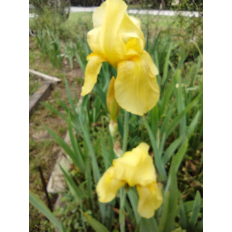 Bearded Iris 15 Bearded Iris Rhizomes – Easy to Grow,