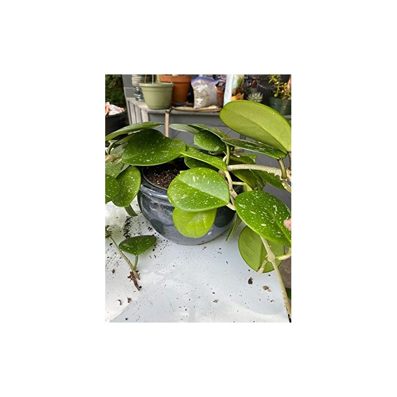 Premium Potting Mix for Hoya Plants by Gardenera - Promote