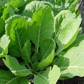 1000 Vates Collard Seeds for Planting. Non GMO and Heirloom. 3+ Grams of Seeds. Garden Vegetable Survival Collards