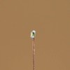 Evemodel C0603Y-20-EU Pre-Soldered Micro 0.1 mm Copper Cable Yellow SMD