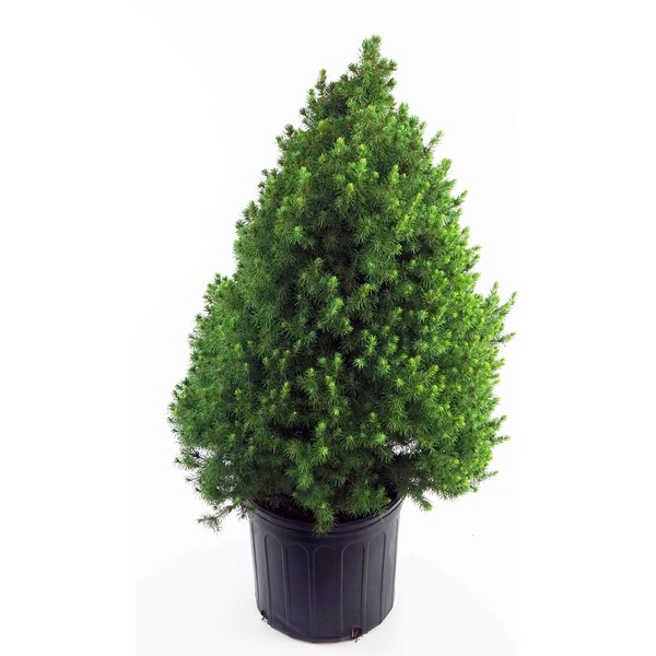 Picea glauca 'Conica' (Dwarf Alberta Spruce) Evergreen, #2 - Size