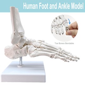 Merinden Life-Size Human Foot and Ankle Joint Anatomy Model - Includes Tibia, Fibula, Right Side, Stand, Fully Articulated for Medical and Educational Use
