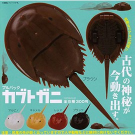 Pullback Beetle Crab (Complete Set of 5 Types)