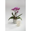 Flower pot Orchid conical cream 10 cm hoch Ø 11