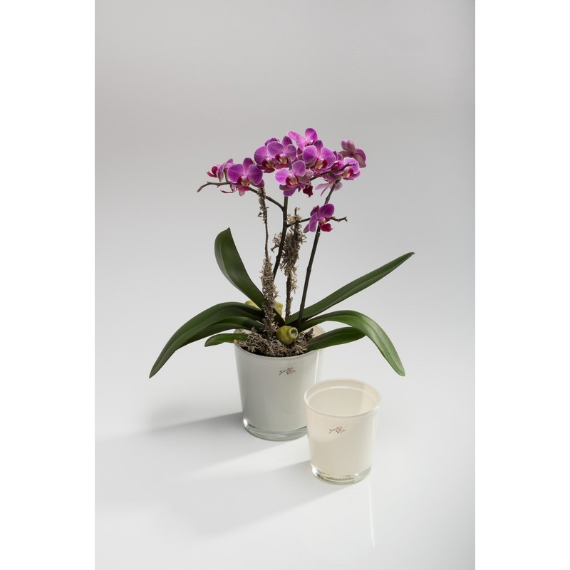 Flower pot Orchid conical cream 10 cm hoch Ø 11