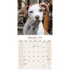 American Pit Bull Terrier Calendar 2020