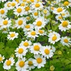 Outsidepride Feverfew - 5000 Seeds