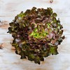 KIRA SEEDS - Seeds Red Indoor Lettuce - 20 Days