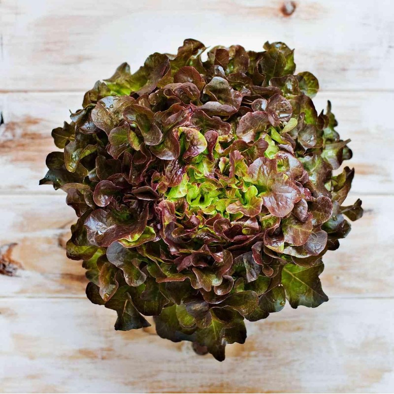 KIRA SEEDS - Seeds Red Indoor Lettuce - 20 Days