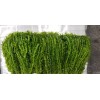 2 Hornwort & 2 Elodea - freshwater aquatic aquarium /