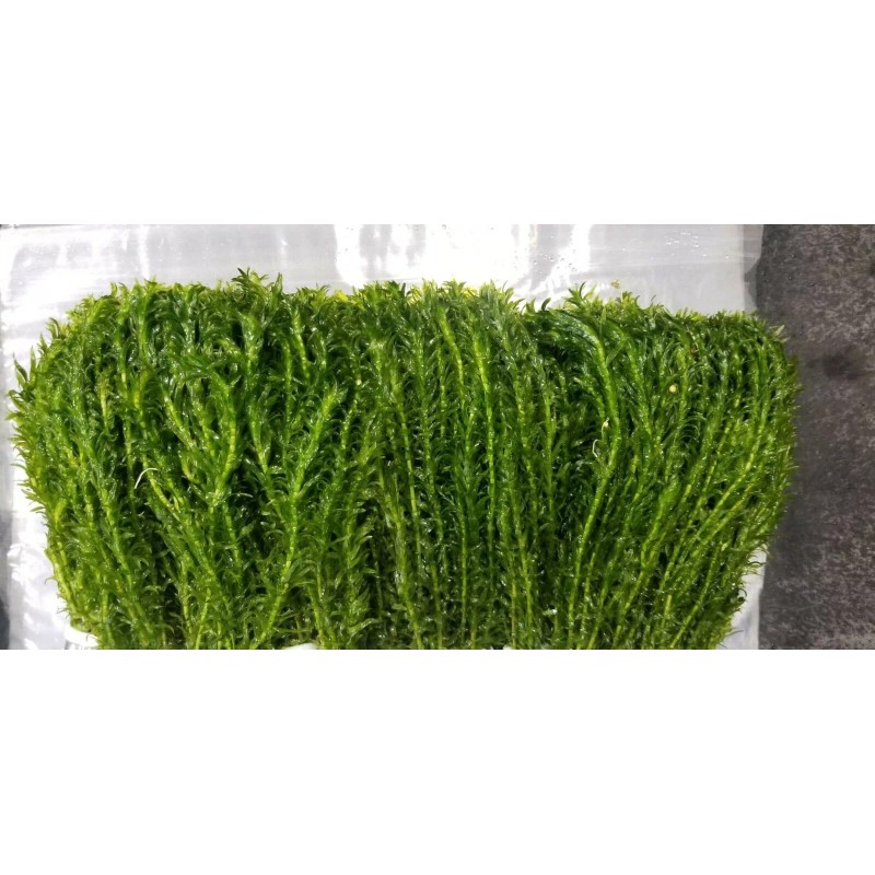 2 Hornwort & 2 Elodea - freshwater aquatic aquarium /