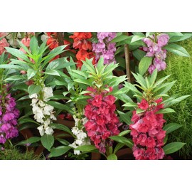 CEMEHA SEEDS - Garden Balsam Mix Annual Flowers for Planting