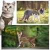 Tactical Cat Harness for Walking Escape Proof, Soft Mesh Adjustable