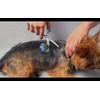 SCAREDY CUT Silent Pet Grooming Kit for Dog, Cat and