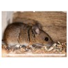 Die Maus im Vogelhaus (Wandkalender 2026 DIN A2 quer), CALVENDO