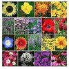 Pollinator Attracting Wildflower Seeds - Attracts Bees, Butterflies, and Other