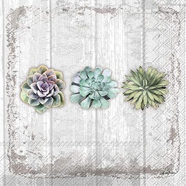Boston International C026500 IHR Cocktail Beverage Paper Napkins, 5 x 5-Inches, Succulents Still Life