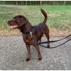 Double Ended Dog Training Lead Police Style Adjustable Leash 5ft