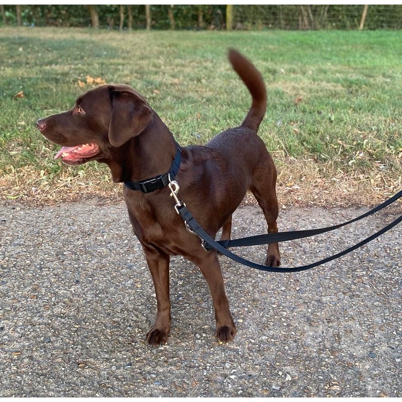 Double Ended Dog Training Lead Police Style Adjustable Leash 5ft