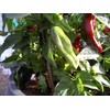 Gernika Pepper 10+ Seeds