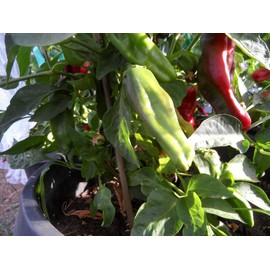 Gernika Pepper 10+ Seeds