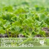 Fresh Packet Geranium Seeds - Fragrant - Fresh Harvest -