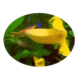 Yellow Bush ALLAMANDA Live Semi-Tropical Plant Shrub Golden Trumpet Flower Fast Growing Perennial Starter Size 4 Inch Pot Emerald Tm