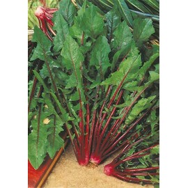 Salerno Seeds Chicory Red Stalk Cicoria Greca 7 Grams Made in Italy Italian Non-GMO
