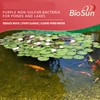 BioSun Purple Non-Sulfur Bacteria for Ponds and Lakes – Fish,